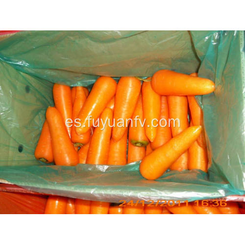 Zanahoria nutritiva de buena calidad